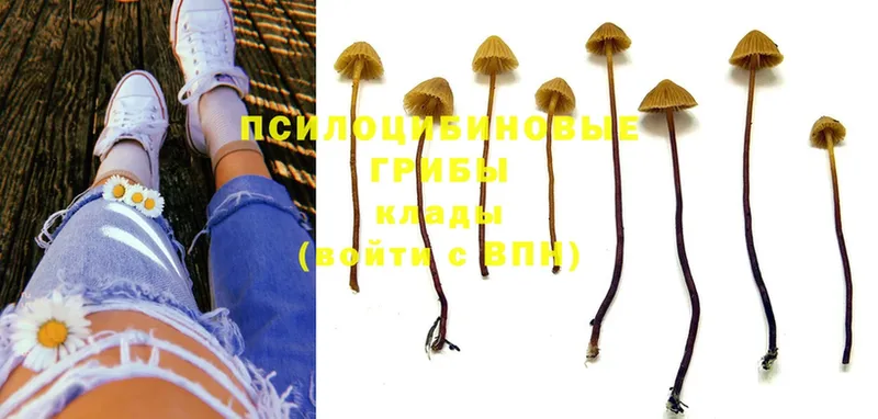 Галлюциногенные грибы Psilocybe  Южно-Сахалинск 